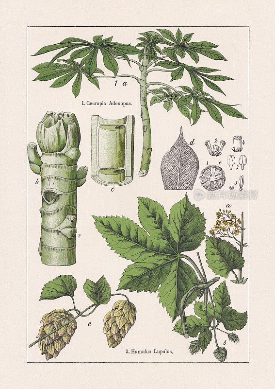 Magnoliids, Ambay泵木和Hop，彩色印刷，发表于1895年